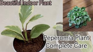 Peperomia की Complete Care  Beautiful Indoor Plant  पेप्रोमिया प्लांट की केयर 🪴 [upl. by Kalikow]