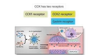 GASTRIN CCK AND CANCER Gastrin CCK and Secretin functions in health and disease explained [upl. by Marbut456]