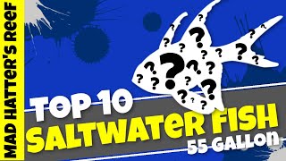 Top 5 Fish for a 55 Gallon Aquarium [upl. by Ozne]