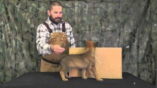 Malinois Puppy Training Lesson Two [upl. by Ajnek]