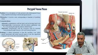 Pterygoid Venous Plexus [upl. by Sidonie219]