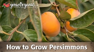 How To Grow Organic Persimmons [upl. by Vivien]