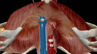 Les orifices du diaphragme [upl. by Pepin103]