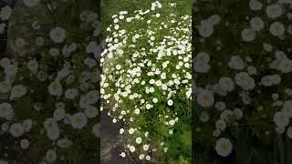 double feverfew herb flowers nature bee [upl. by Omiseno550]