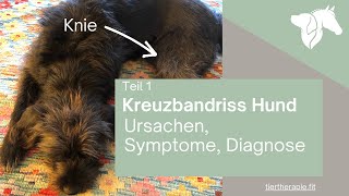 Teil 1 Kreuzbandriss beim Hund – Ursachen Symptome Diagnose [upl. by Engelbert]