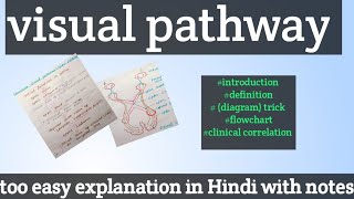 visual pathway physiology special sences physiology [upl. by Attennyl]