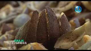 COCONUT INDUSTRY  SOLOMON ISLANDS [upl. by Asiela]