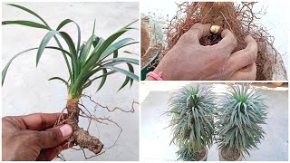 Yucca Plant Propagation and reporting [upl. by Tuinenga325]