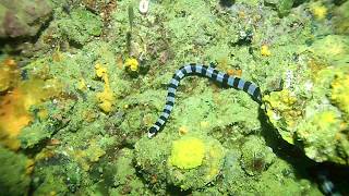 Laticauda colubrina Yellow lipped sea krait [upl. by Terina]