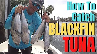 BLACKFIN TUNA Fishing  How To Catch Tuna Fish [upl. by Truitt466]