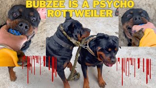 Rottweiler Bubzee Is A Psycho Dog Bubzee Sirf Lady Ollie Ko Dominate Karta Hai Zoey Se Darta Hai [upl. by Aillil]