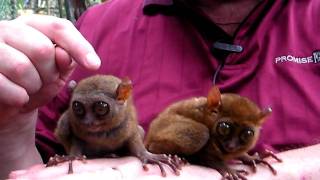 Tarsiers [upl. by Grondin]