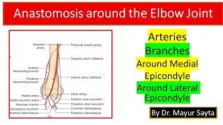 Anastomosis around the Elbow Joint [upl. by Oad639]