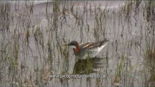 Shetland Birds  A Red necked Phalarope on Fetlar [upl. by Glenna]