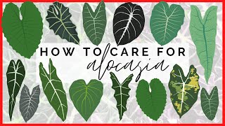 How to Care for Alocasia  How My Elephant Ear Plants THRIVE [upl. by Eimarej]