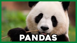 ¿Qué Hongo Con Los PANDAS 🐼 Datos y Curiosidades [upl. by Cochard]