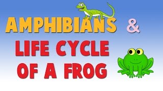 Amphibians  Life Cycle of a Frog  Learn About Animals for Kids [upl. by Hoon]