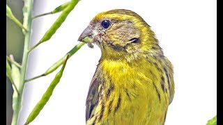 European Serin Serinus serinus Chamariz Milheirinha [upl. by Ethelind655]