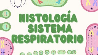 Histología del Sistema Respiratorio Estructura y Función [upl. by Esme]