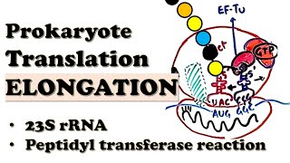 Prokaryotic Translation ELONGATION  How do EFTu and EFG move the ribosome  Deepdive Video [upl. by Chard]