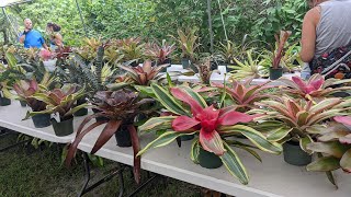 USF Botanical Gardens Bromeliad Bash [upl. by Nirol454]