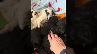 Holiday Labradoodle Puppies [upl. by Awjan898]