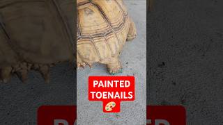 Tortoise with painted nails 💅 [upl. by Rutherfurd887]