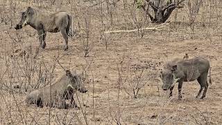 Warthogs and RedBilled Oxpeckers A Symbiotic Encounter in Kruger Park safari wildlife nature [upl. by Ayitahs707]