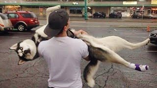 Huskies being dramatic for 10 minutes  FUNNIEST Animals Video [upl. by Fabe141]