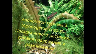 Апоногетон курчавый Aponogeton crispus [upl. by Anyr659]