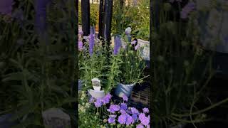 Scabiosa Butterfly Blue  Pincushion flower  Shorts  Cool Places [upl. by Teferi]