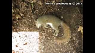 Squirrel Decomposition Timelapse in 1 week [upl. by Herod491]