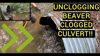 UNCLOGGING BEAVER CLOG IN CULVERT 072024 [upl. by Annitsirhc380]