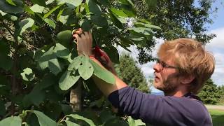 Harvesting amp Eating Pawpaws [upl. by Craw]