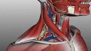 Neck Anatomy  Organisation of the Neck  Part 2 [upl. by Lainad]