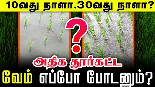 அதிக தூர்கட்ட உரம் போடும் நேரம் எது   PADDY FERTILIZER TIME  TCG [upl. by Adnaw]