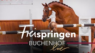 Live kommentiert  Stutenleistungsprüfung des Hannoveraner Verbands  Buchenhof live [upl. by Nelli]