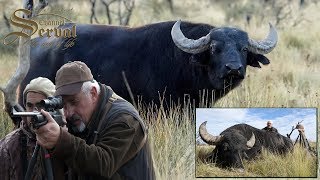 Water buffalo  Hunting in Argentina La Pampa 2018 Búfalo de agua Caza en Argentina [upl. by Vasily]