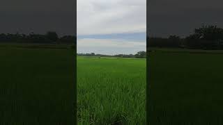 green rice field [upl. by Maretz545]