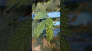 লজ্জাবতী লাতিনMimosashorts mimosa minivlog tree [upl. by Gretta]