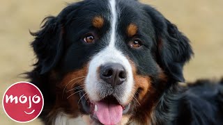 Top 10 Best Dog Breeds for Your First Dog [upl. by Ardy]