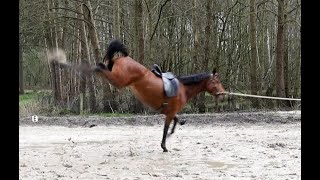 Headshaking durch Training behoben – Pferde Doku  Headshaker sind nicht unreitbar [upl. by Bolt]