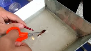 Cockroach Dissection biophone  Shreth Chongtham is live [upl. by Farrica]