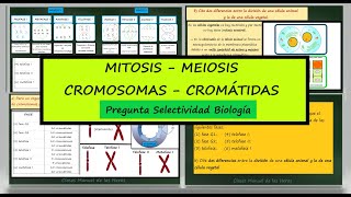 Número de Cromosomas y Cromátidas en Fases del Ciclo Celular Pregunta Examen Selectividad Biología [upl. by Emoryt]