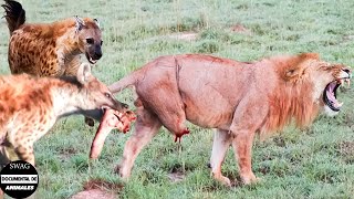 ¡Espantado La Hiena Le Arrancó La Pata Al León Durante Un Feroz Enfrentamiento Y ¿Qué Pasó Después [upl. by Aneem698]