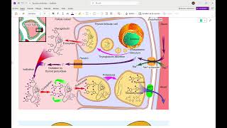 Fisiología tiroidea y Repaso de medicamentos para hipo e hipertiroidismo [upl. by Halimaj906]