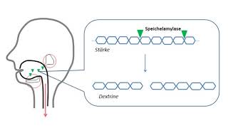 Verdauung der Kohlenhydrate [upl. by Tuckie]