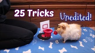 25 Guinea Pig Tricks All At Once [upl. by Emilia611]