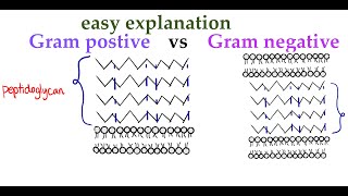 Gram positive vs Gram negative cell wall 7 [upl. by Hogan292]