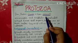 Phylum protozoa characters and classification explained in Hindi [upl. by Nyrmak]